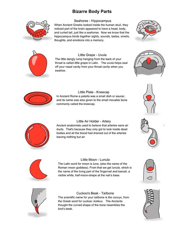 Body Parts Information PDF thumbnail image