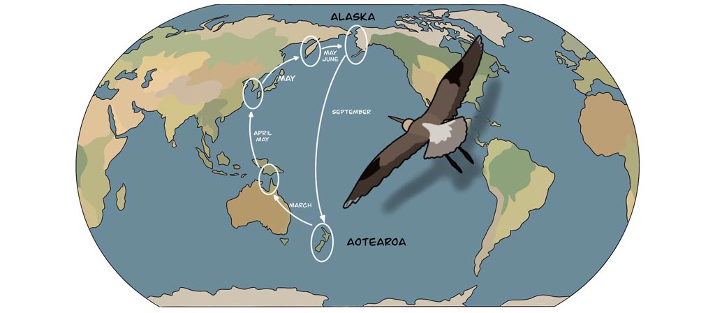 godwit migration image