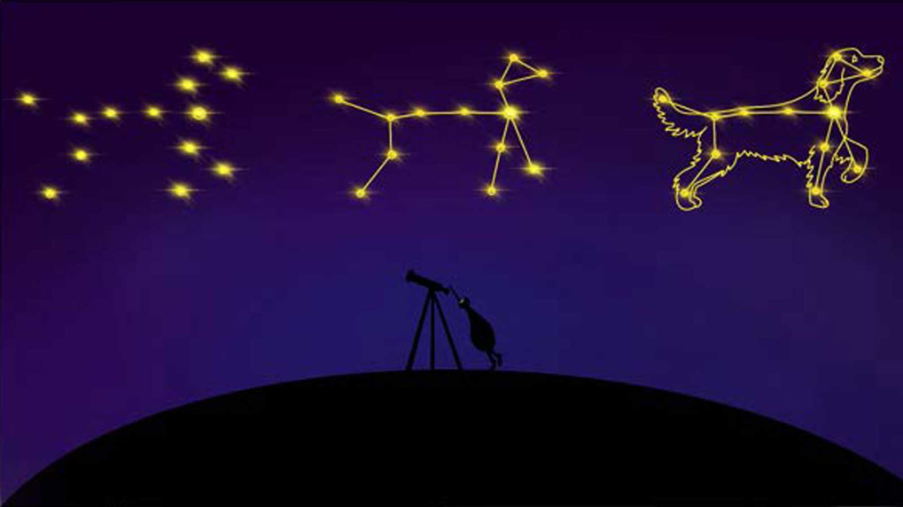kiwi and constellation image